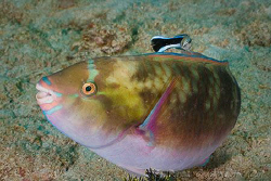Could you just get this bit back here?  Parrotfish being ... by Ross Gudgeon 